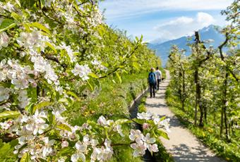 The Waalweg Trail of Marling