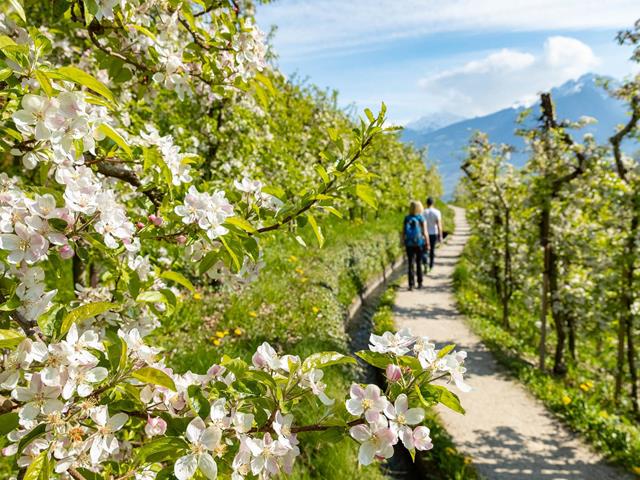 Der Marlinger Waalweg