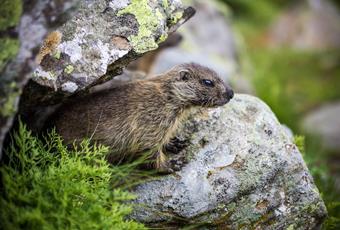 Gedrag in het Nationaal Park Stilfserjoch