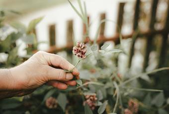 Wild Herbs, Healing Plants & Wellbeing