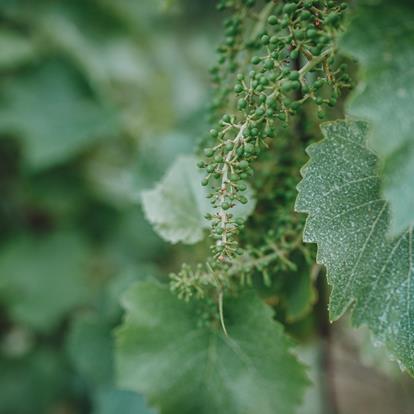 Botteghe del contadino a Lana e dintorni vicino Merano