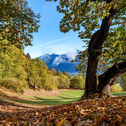 Törggelen und Herbst in Tisens - Prissian