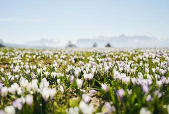 Primavera in montagna ad Avelengo