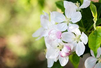 Frühling in Naturns