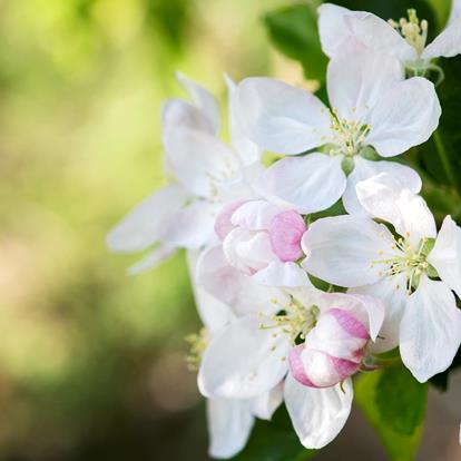 Primavera a Naturno