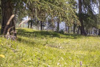 Hiking across the larch meadows in Hafling, Vöran and Meran 2000