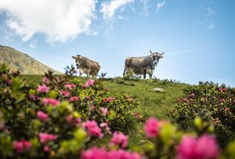 Piano di adattamento ai cambiamenti climatici