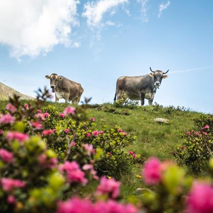 Piano di adattamento ai cambiamenti climatici