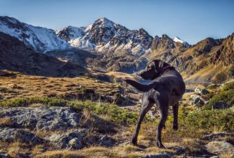 Urlaub mit Hund in Naturns