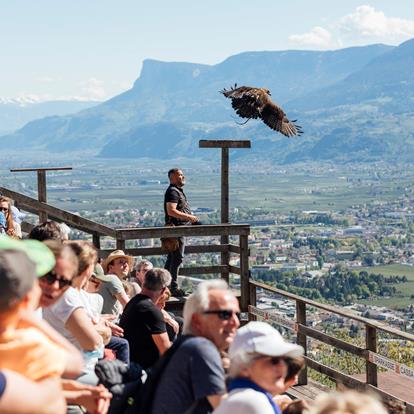 At Eye Level with Eagles, Owls and Vultures