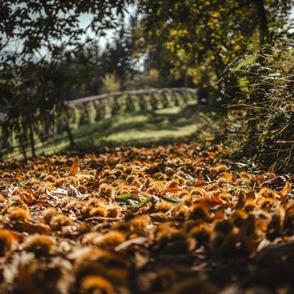 Camminare in autunno nella regione di Lana a Merano e dintorni