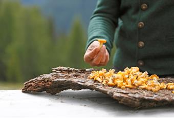 Collecting mushrooms