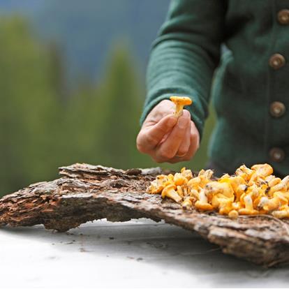 Collecting mushrooms