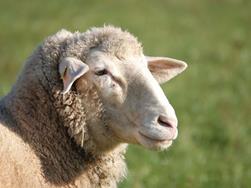 festa della grigliata Associazione delle pecore e capre Alta Val di Non