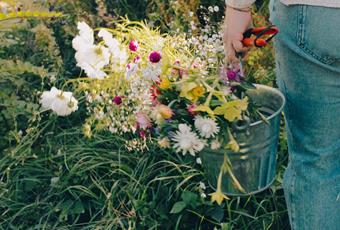 Vorrei essere un giardino