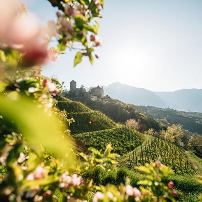 Spring hikes in the blossoming nature of Dorf Tirol